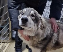 MILO, Hund, Mischlingshund in Rumänien - Bild 13