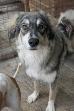 MILO, Hund, Mischlingshund in Rumänien - Bild 6