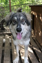 MILO, Hund, Mischlingshund in Rumänien - Bild 7