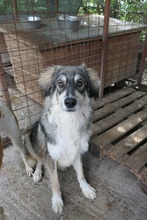 MILO, Hund, Mischlingshund in Rumänien - Bild 9