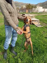 MIMIKA, Hund, Mischlingshund in Griechenland - Bild 3