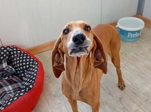 MIMIKA, Hund, Mischlingshund in Reit im Winkl - Bild 1