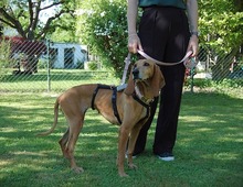 MIMIKA, Hund, Mischlingshund in Reit im Winkl - Bild 2
