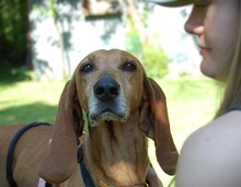 MIMIKA, Hund, Mischlingshund in Reit im Winkl - Bild 3
