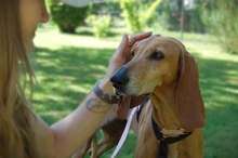 MIMIKA, Hund, Mischlingshund in Reit im Winkl - Bild 4