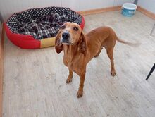 MIMIKA, Hund, Mischlingshund in Reit im Winkl - Bild 5
