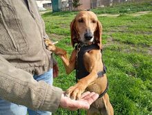 MIMIKA, Hund, Mischlingshund in Reit im Winkl - Bild 7