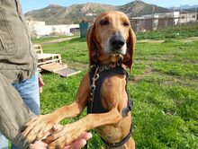 MIMIKA, Hund, Mischlingshund in Reit im Winkl - Bild 8