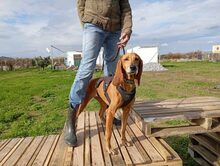 MIMIKA, Hund, Mischlingshund in Reit im Winkl - Bild 9