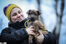 MISIKE, Hund, Mischlingshund in Ungarn - Bild 1