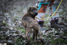 MISIKE, Hund, Mischlingshund in Ungarn - Bild 2