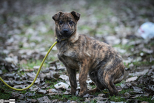 MISIKE, Hund, Mischlingshund in Ungarn - Bild 4