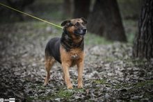 OLDIE, Hund, Mischlingshund in Ungarn - Bild 2