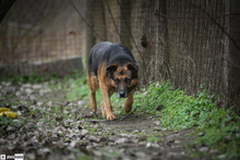 OLDIE, Hund, Mischlingshund in Ungarn - Bild 3