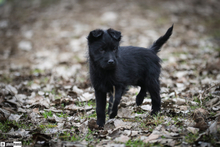 OSKAR, Hund, Mischlingshund in Ungarn - Bild 1