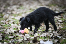 OSKAR, Hund, Mischlingshund in Ungarn - Bild 2