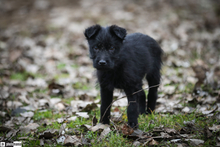 OSKAR, Hund, Mischlingshund in Ungarn - Bild 3