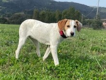 MAYA, Hund, Mischlingshund in Italien - Bild 2