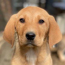 HERTHA, Hund, Mischlingshund in Belgien - Bild 1