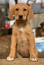 HERTHA, Hund, Mischlingshund in Belgien - Bild 2