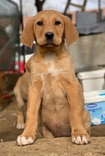 HERTHA, Hund, Mischlingshund in Belgien - Bild 3