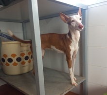 ZUMBA, Hund, Podenco in Spanien - Bild 2