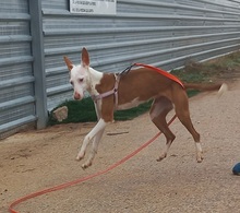 ZUMBA, Hund, Podenco in Spanien - Bild 3