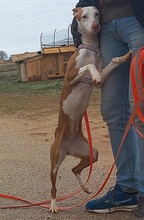 ZUMBA, Hund, Podenco in Spanien - Bild 4