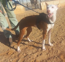 ZUMBA, Hund, Podenco in Spanien - Bild 5