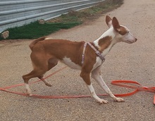 ZUMBA, Hund, Podenco in Spanien - Bild 6