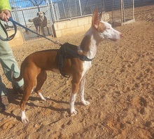 ZUMBA, Hund, Podenco in Spanien - Bild 7