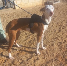 ZUMBA, Hund, Podenco in Spanien - Bild 8