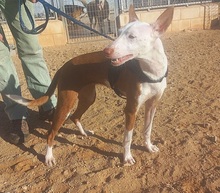 ZUMBA, Hund, Podenco in Spanien - Bild 9