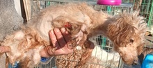 CURLY, Hund, Pudel in Bad Rippoldsau-Schapbach - Bild 4