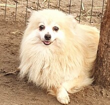 CONNY, Hund, Spitz in Neumünster - Bild 1