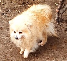 CONNY, Hund, Spitz in Neumünster - Bild 3