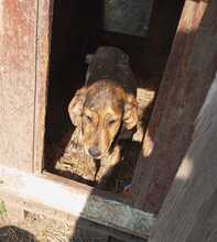 CLYDE, Hund, Mischlingshund in Griechenland - Bild 4