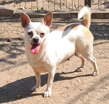 CATHY, Hund, Chihuahua in Cuxhaven - Bild 1