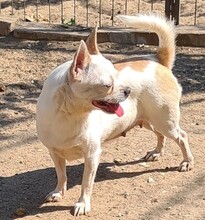 CATHY, Hund, Chihuahua in Cuxhaven - Bild 2