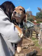 BONNIE, Hund, Mischlingshund in Griechenland - Bild 3