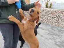 ROSIE, Hund, Mischlingshund in Bulgarien - Bild 5