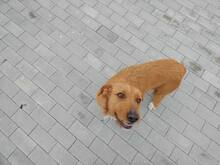 ROSIE, Hund, Mischlingshund in Bulgarien - Bild 6