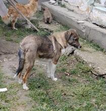 BETH, Hund, Mischlingshund in Rumänien - Bild 10