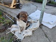 BETH, Hund, Mischlingshund in Rumänien - Bild 2