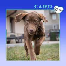 CAIRO, Hund, Mischlingshund in Bulgarien - Bild 1