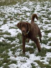 CAIRO, Hund, Mischlingshund in Bulgarien - Bild 10