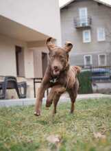 CAIRO, Hund, Mischlingshund in Bulgarien - Bild 6