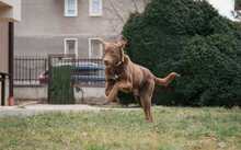 CAIRO, Hund, Mischlingshund in Bulgarien - Bild 8