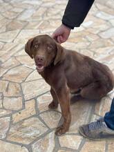 CAIRO, Hund, Mischlingshund in Bulgarien - Bild 9