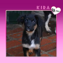 KIRA2, Hund, Mischlingshund in Bulgarien - Bild 1